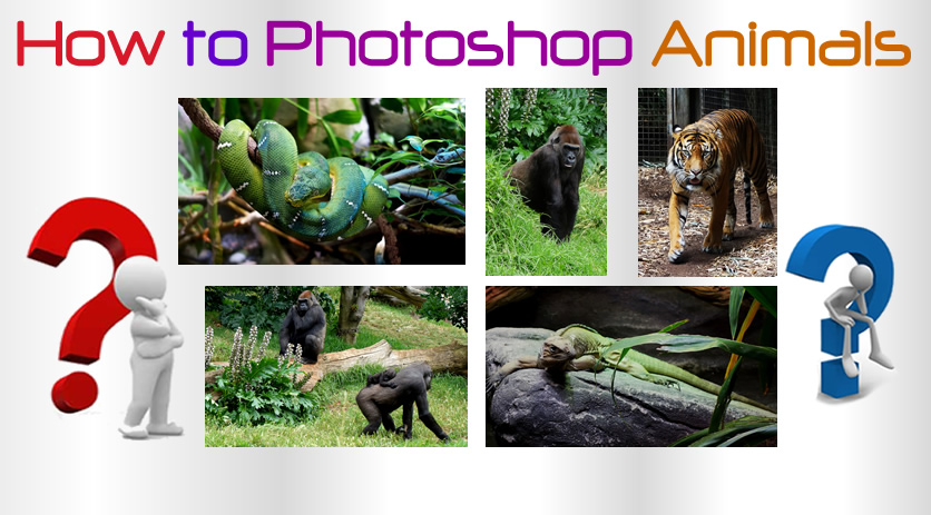 How to Simply Photo Edit Pictures of Animals | PBP – Photos By Passy